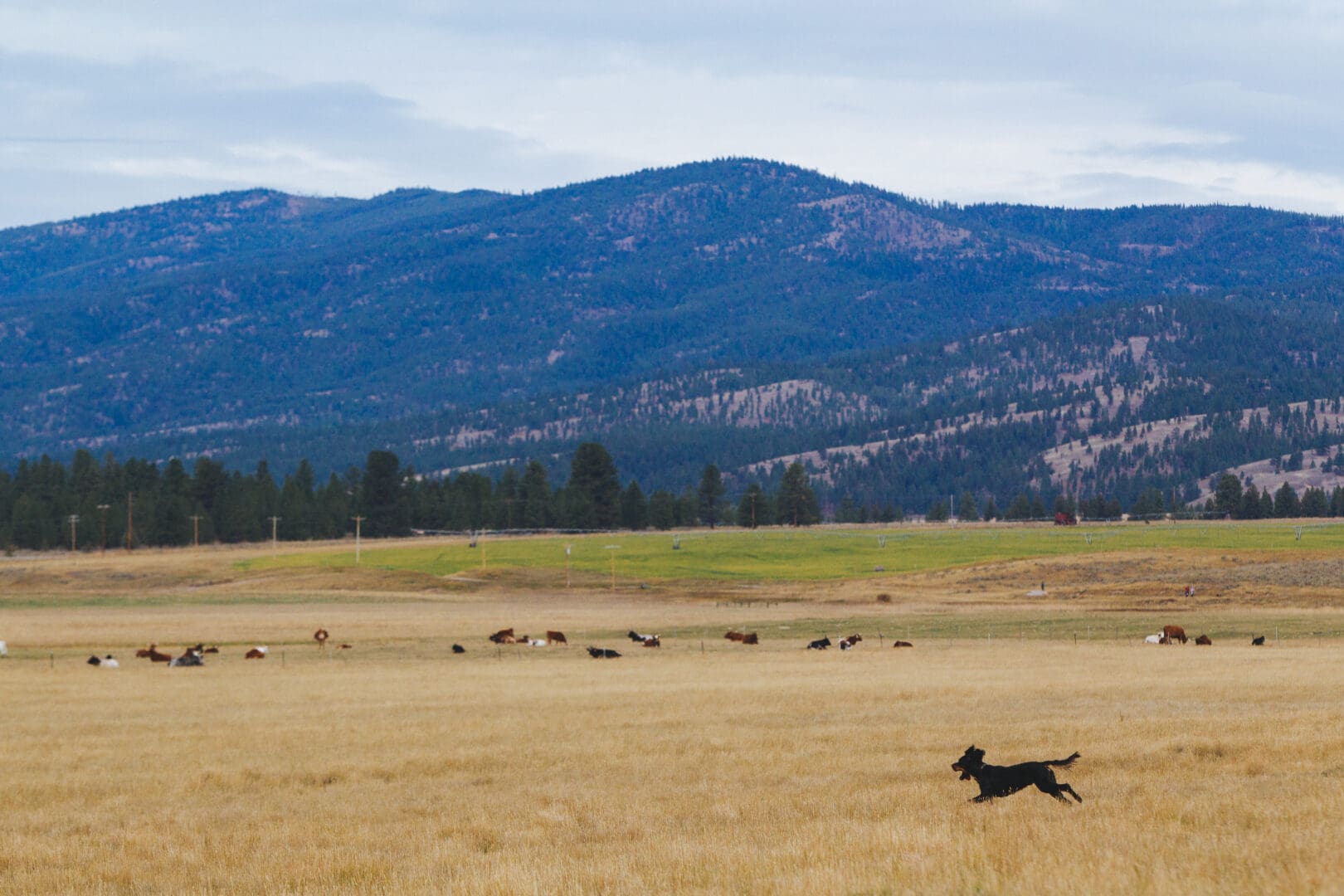 Dog running through an open field with mountains in the background.