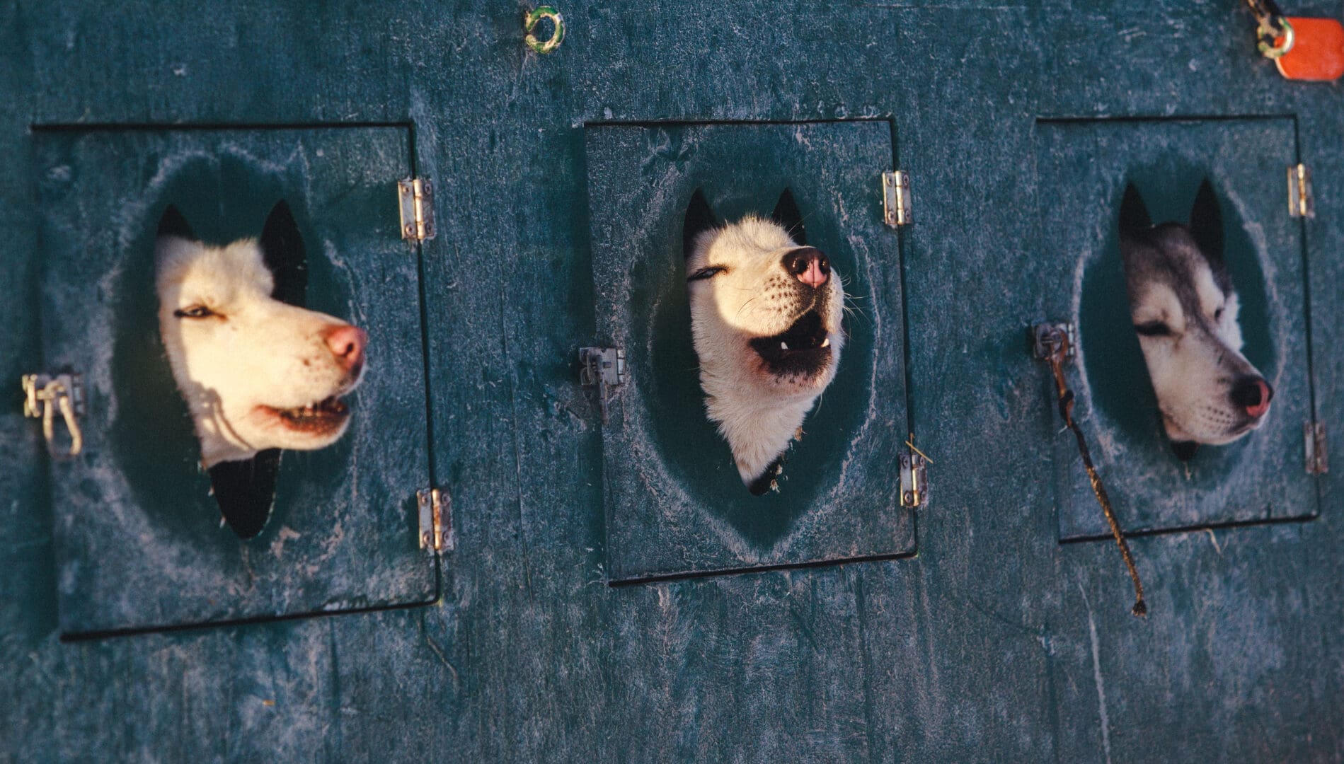 Three sled dogs in a row in their green crate.