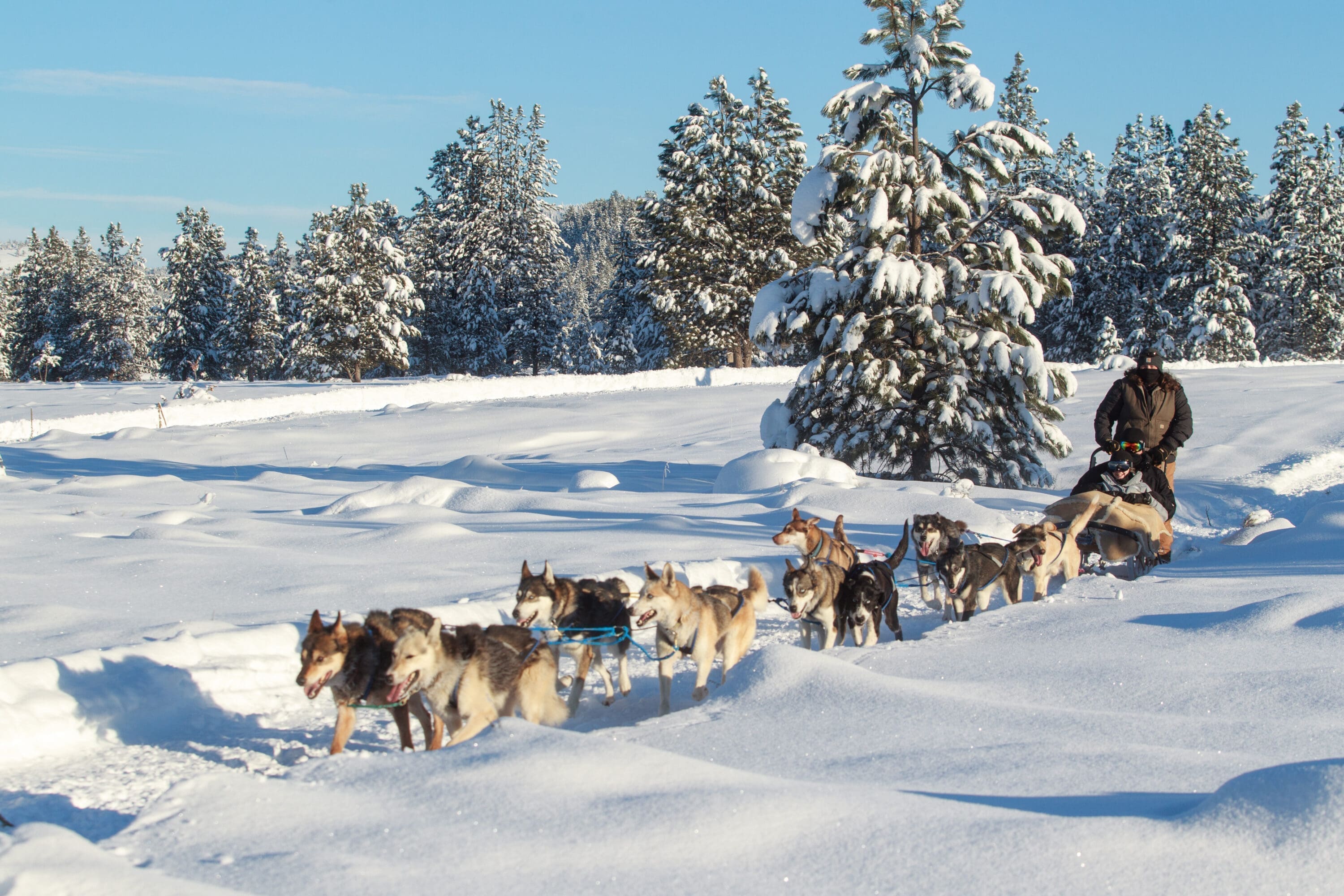 Man riding on the back of a dog sled with a woman sitting in front riding it on a snowy day.