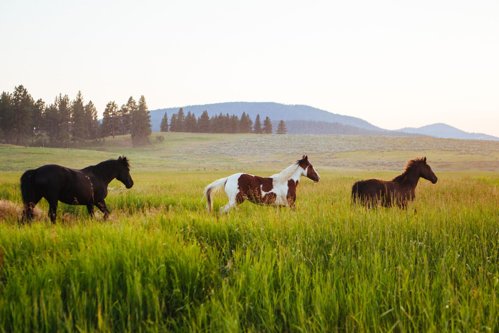 Field with horses running through it.