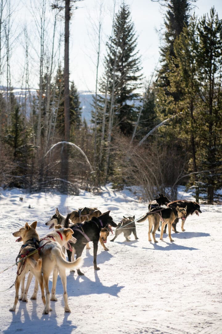 A group of sled dogs connected standing outside in the snow.