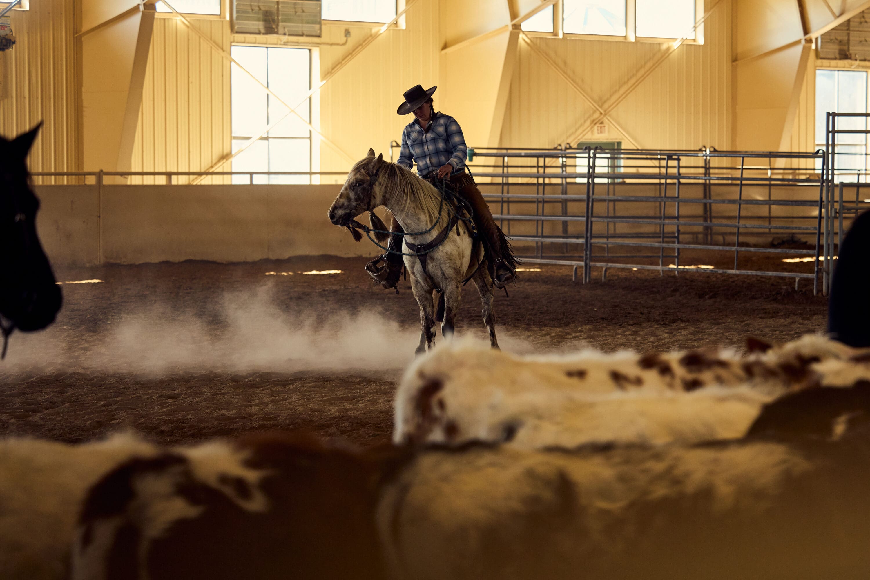 Cowgirl riding her horse and competitively herding cattle in an indoor arena.