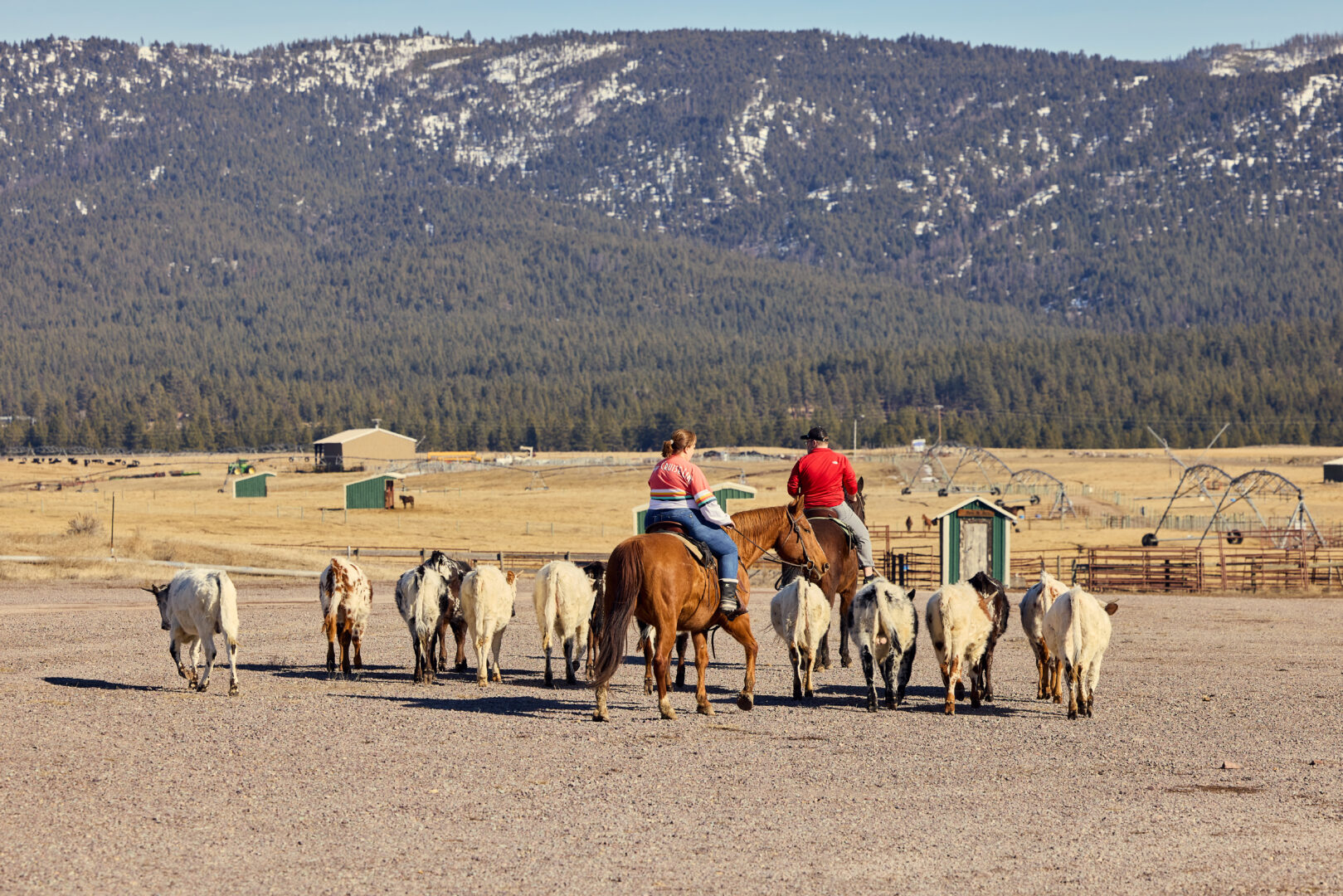 Two people riding horses surrounded by cattle with mountains in the distance.