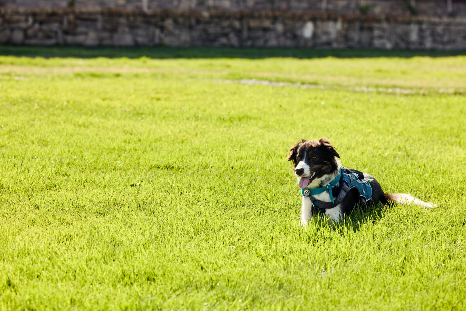 Dog sitting in grass with a running pack on.