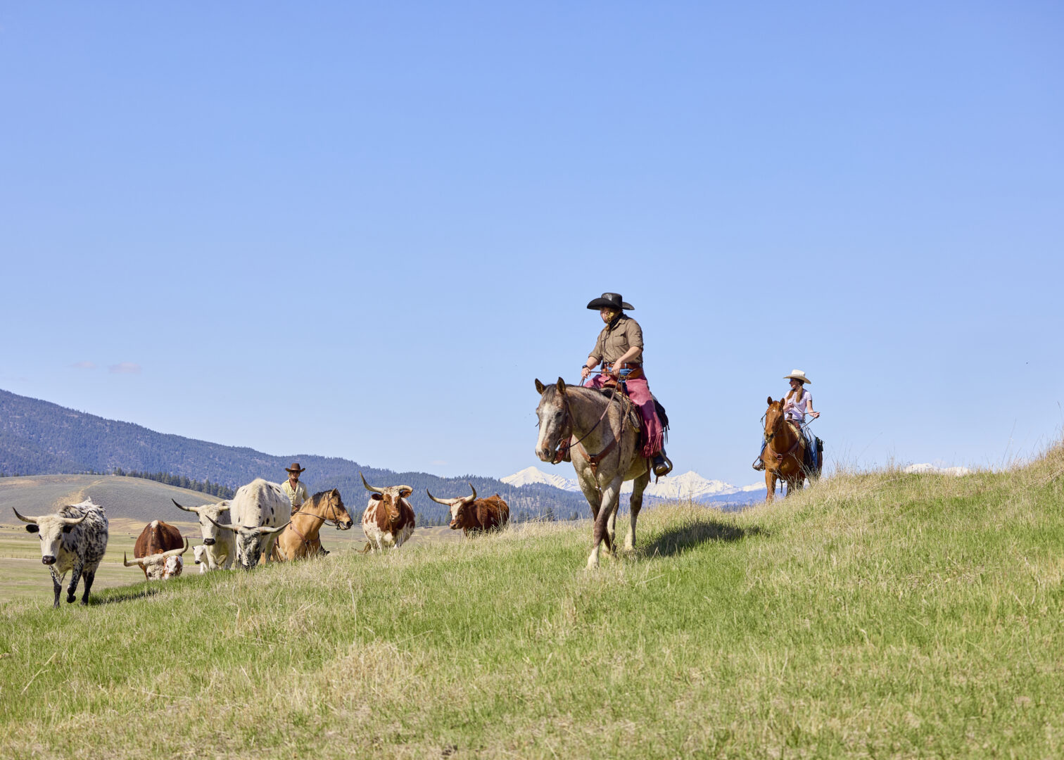 Two women herding cattle on horseback on a grassy field with mountains in the background.