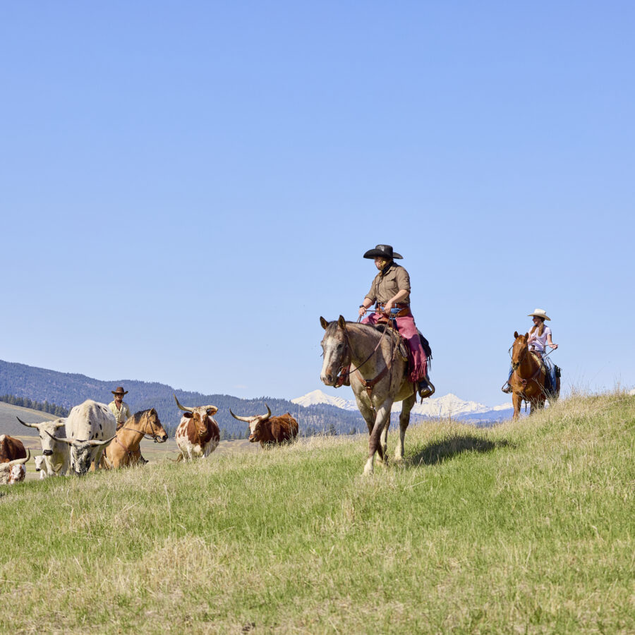Two women herding cattle on horseback on a grassy field with mountains in the background.