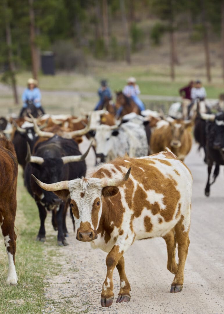 Group of cattle being herded on a dirt road by cattle drivers in the distance behind them.