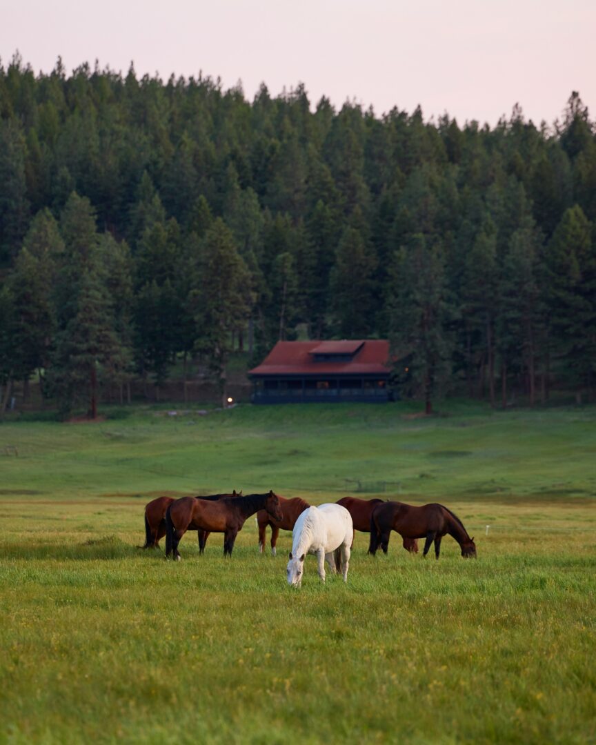 Horses grazing a field with a cabin and forest in the background.