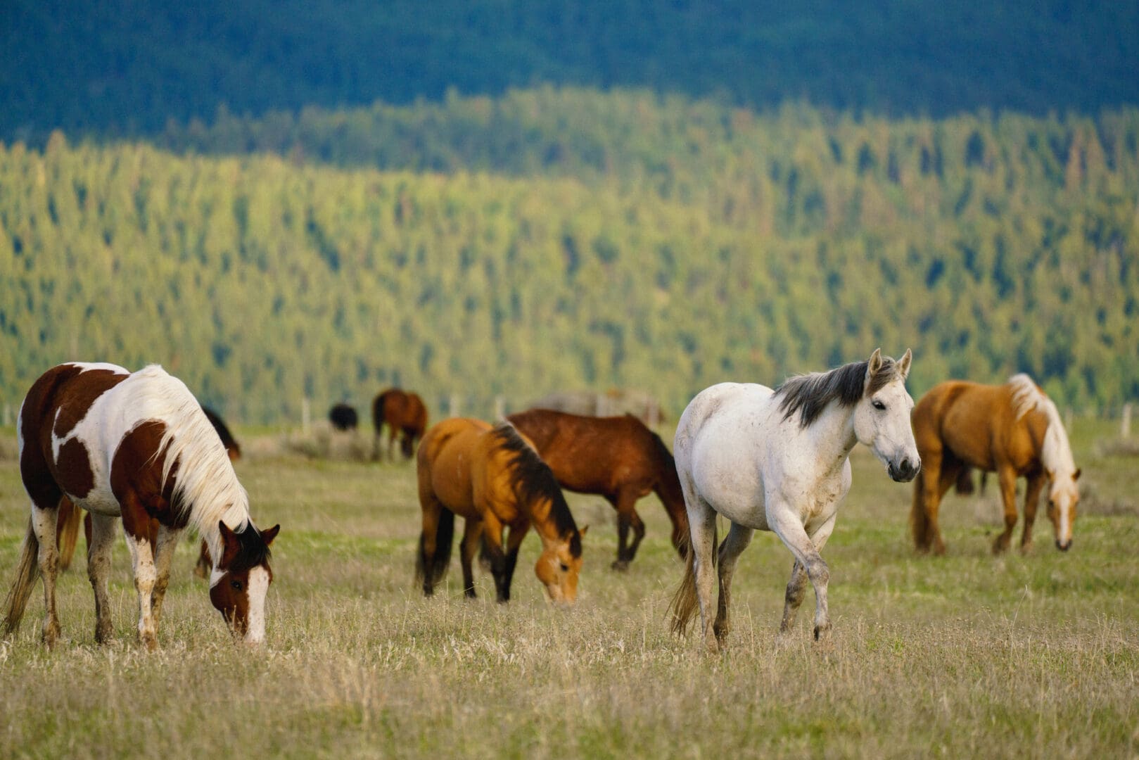 Field with horses running through it.