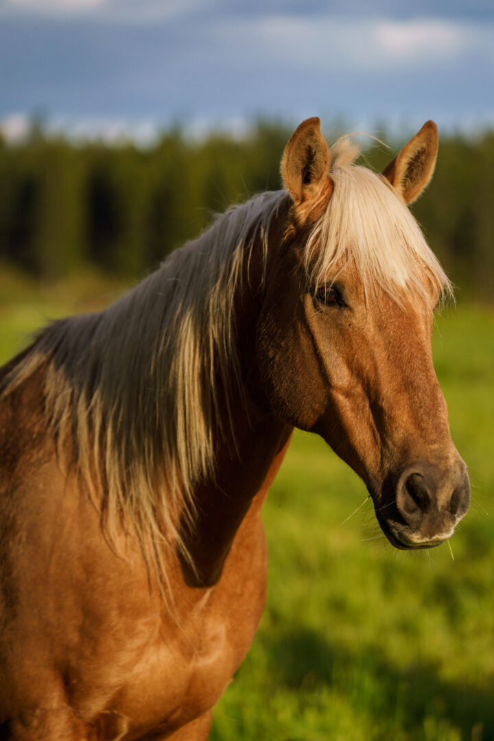 Brown and blonde horse with an open green field behind it.