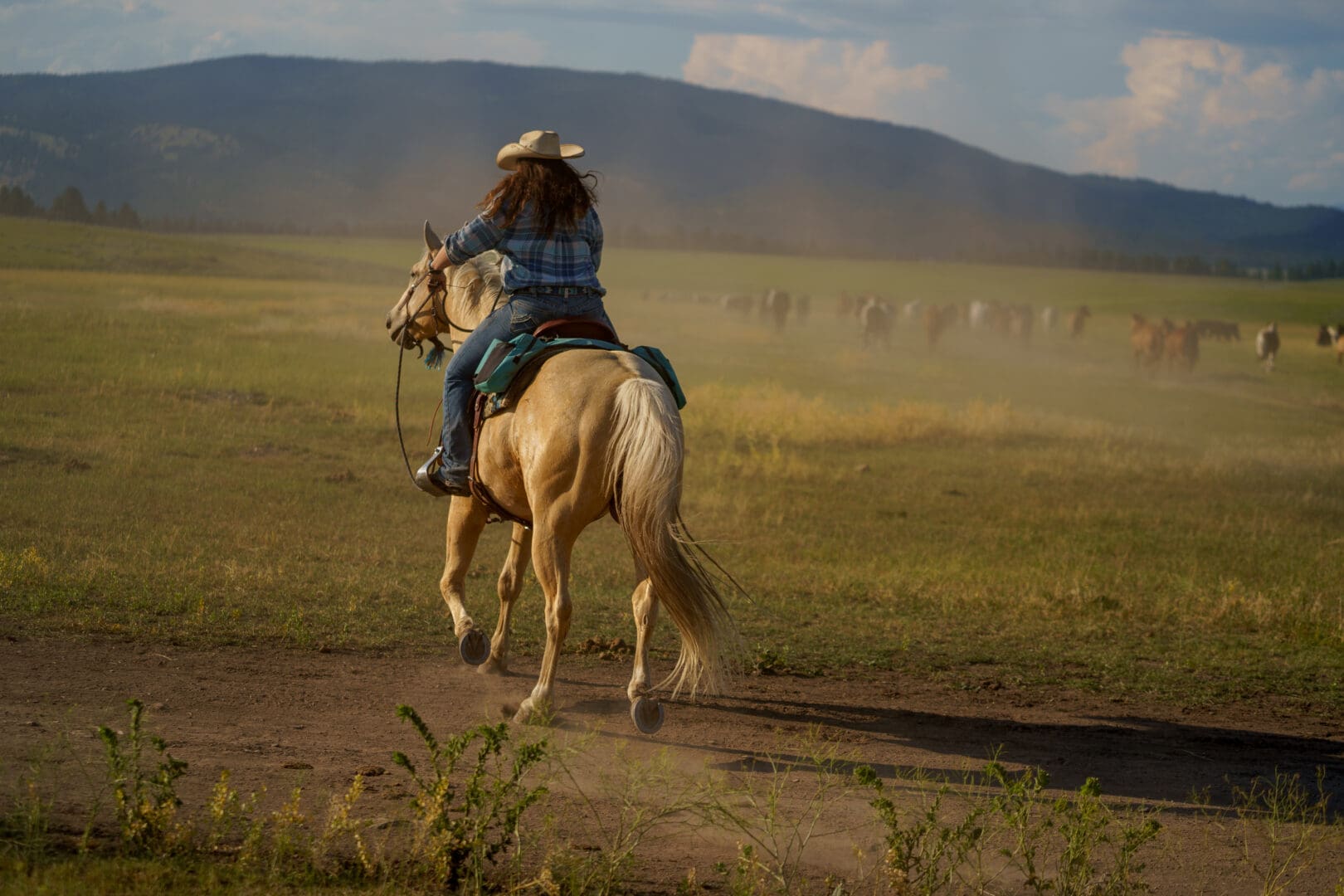 Solo shot of a female rider riding a horse with cattle and mountains in the background.