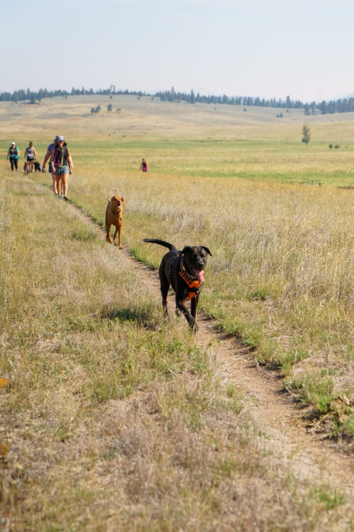 Dogs running along a grassy trail.