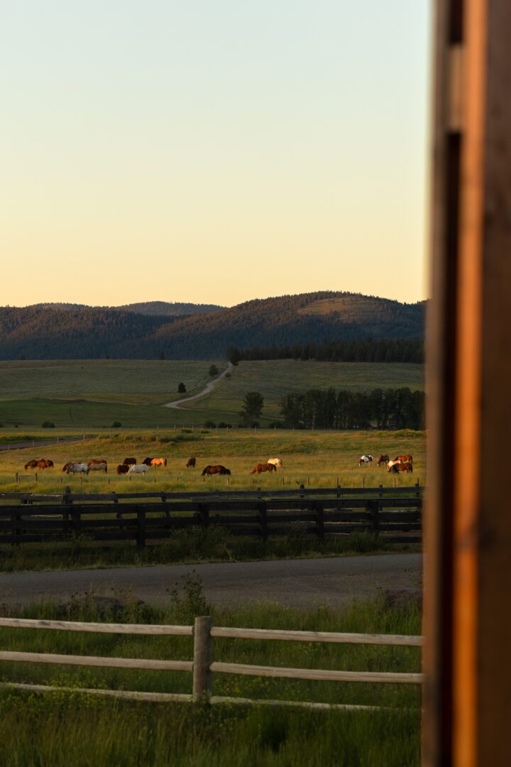 A field with horses on it and mountains in the background.
