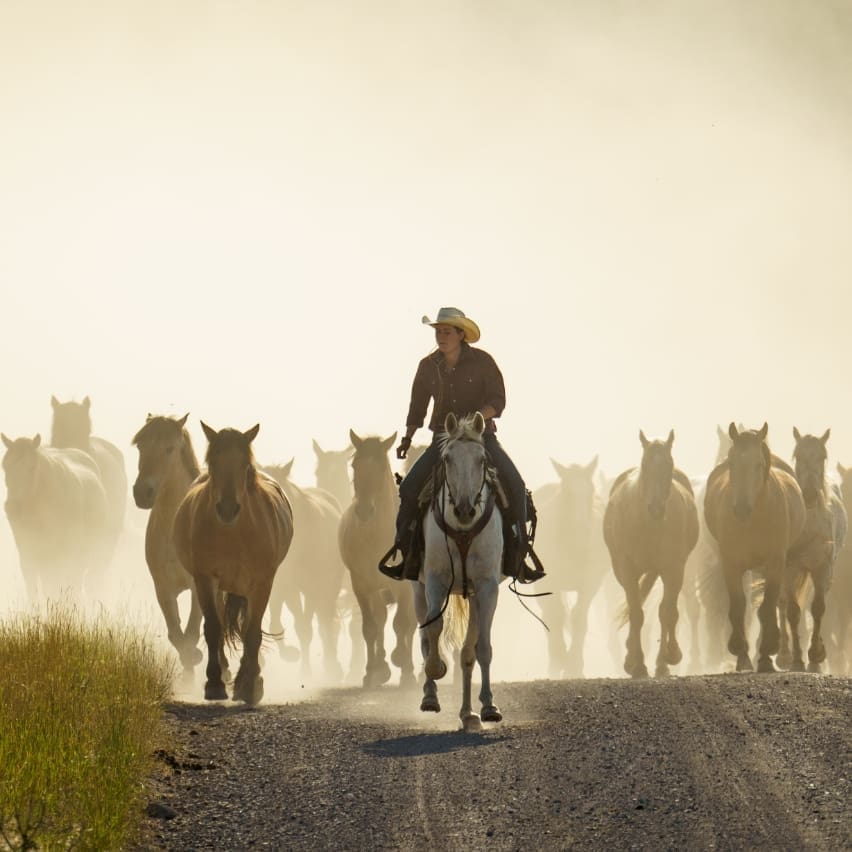 Wrangler on horseback leading a herd of horses
