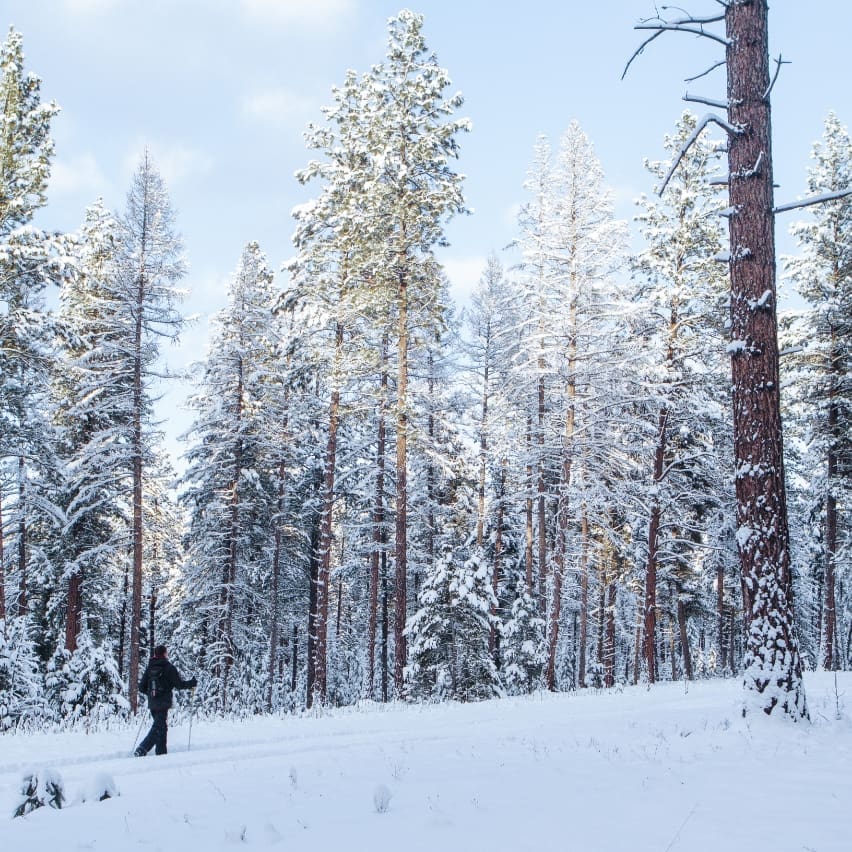 cross country skier hiking through a snow-covered forest