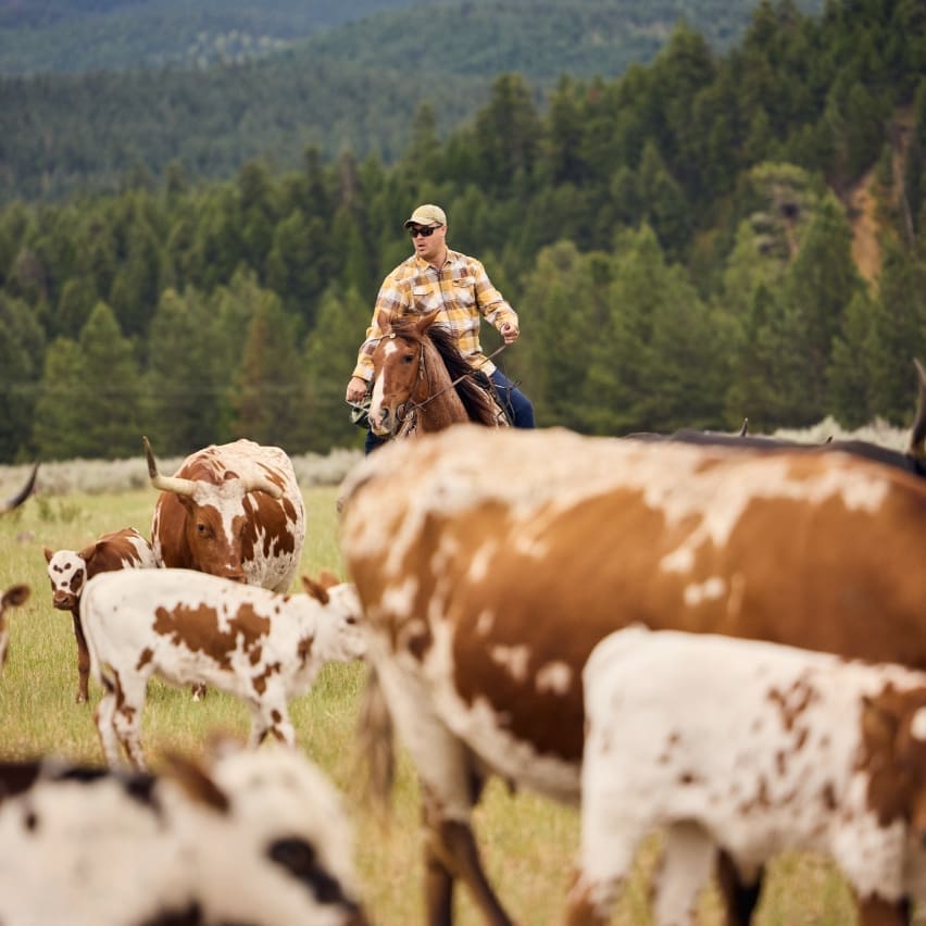 Man in flannel riding horse to drive cattle in a mountain field