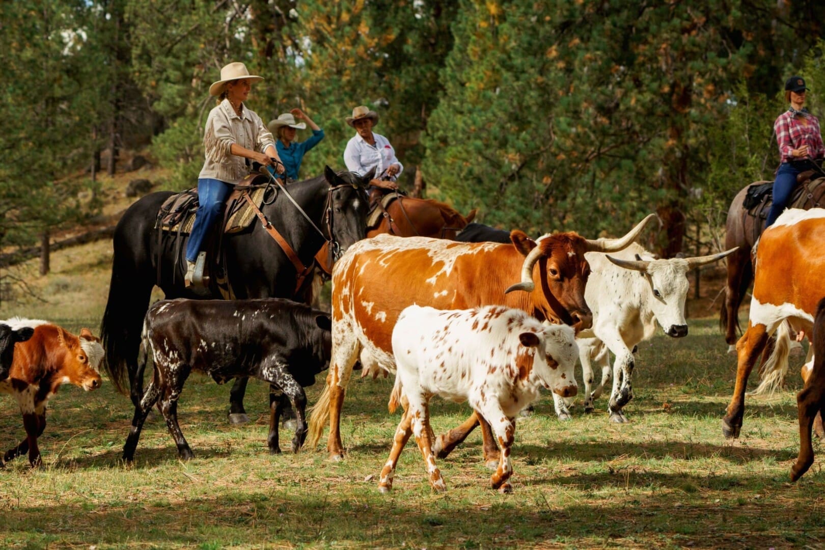 Cowgirl riding a horse and wrangling cattle in a pasture