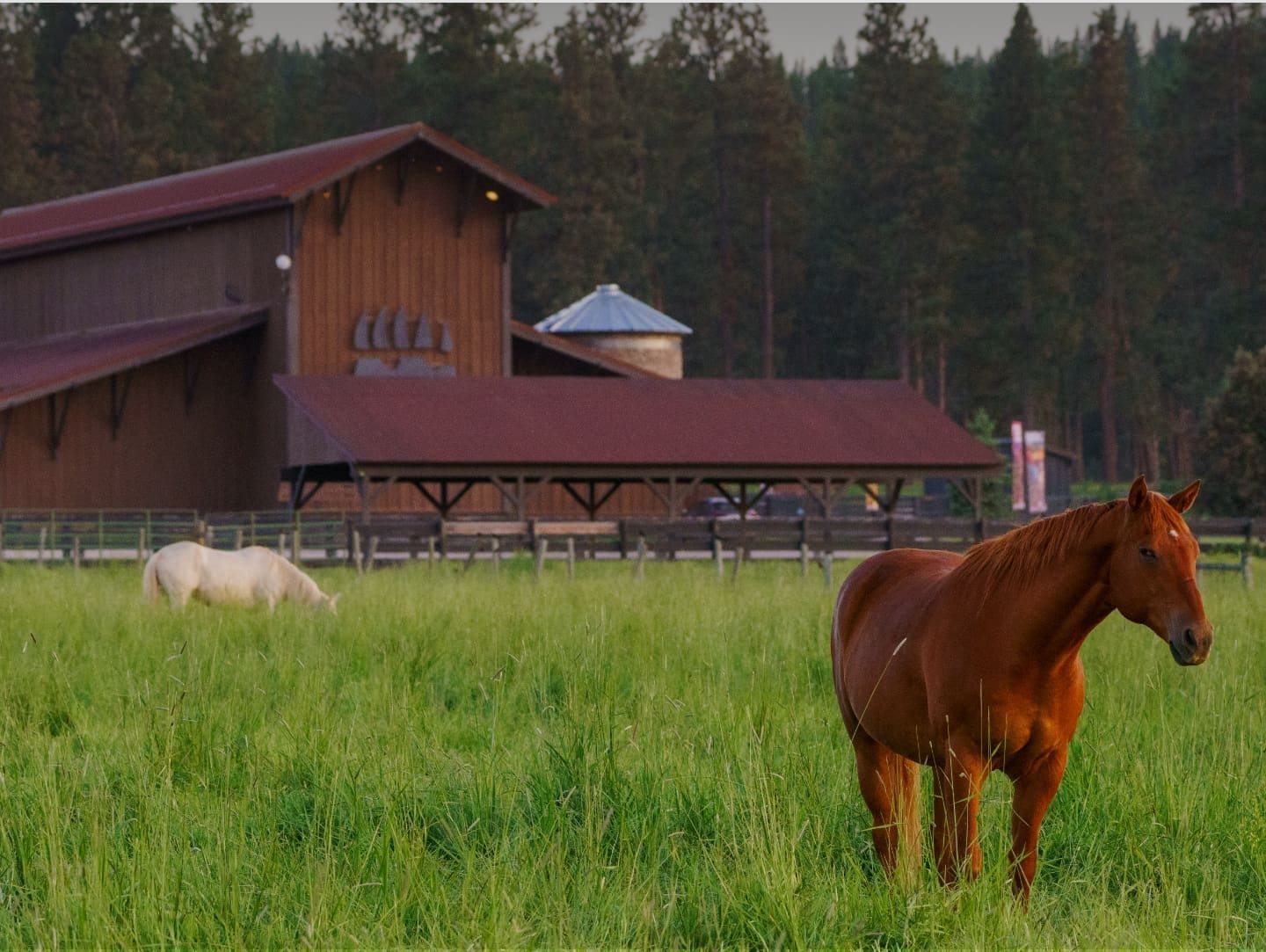 Brown horse and white horse standing in the grass outside of the Paws Up barn
