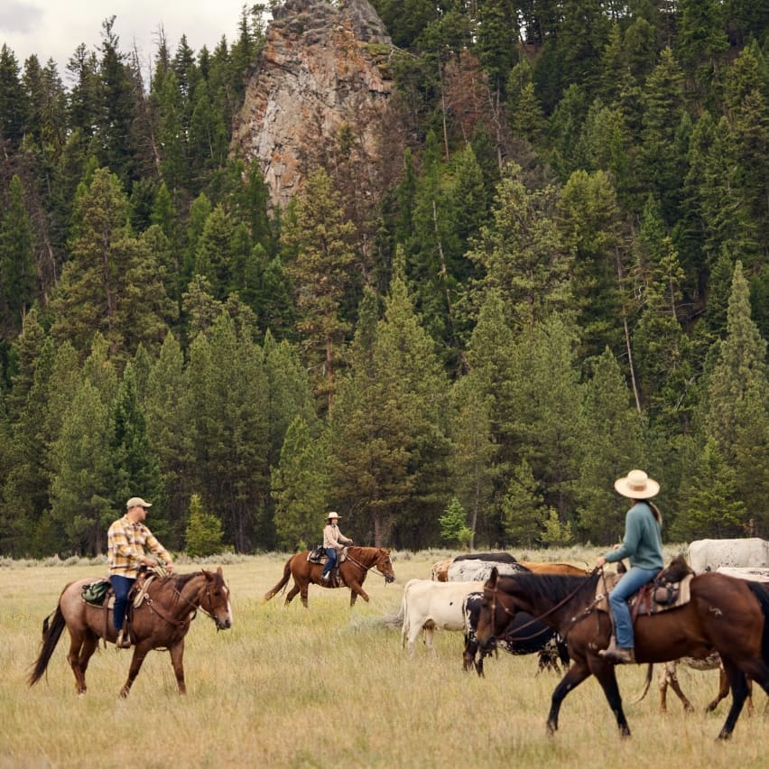 Group on horseback driving cattle in a field