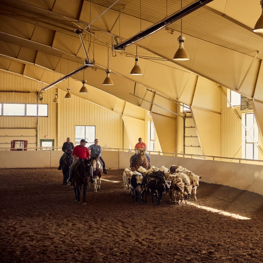 Group of people riding horses to drive cattle inside an equestrian center arena