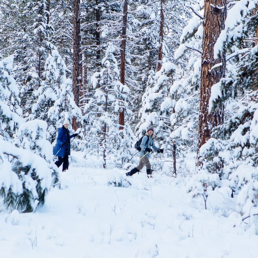 Two cross-country skiers hiking through a snowy forest