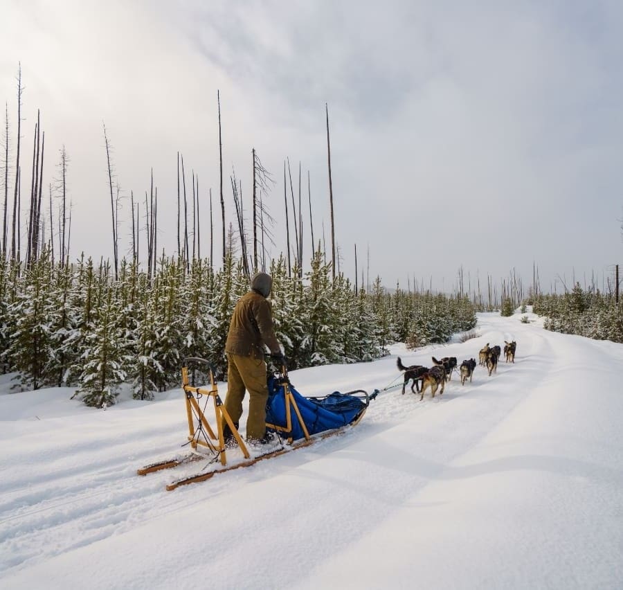 Man driving dogsled in a snowy forest trail