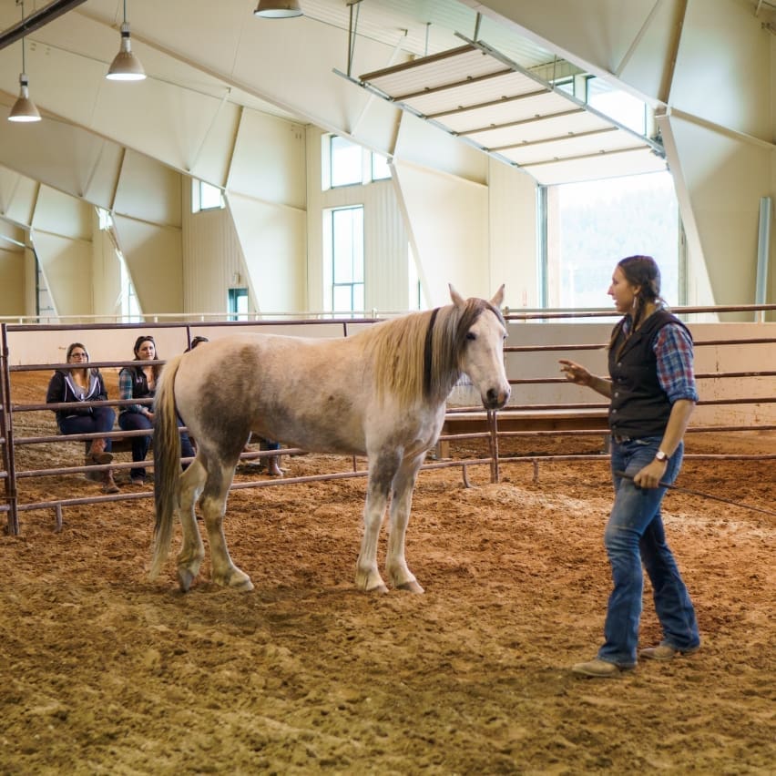 Cowgirl training a white horse in an equestrian arena