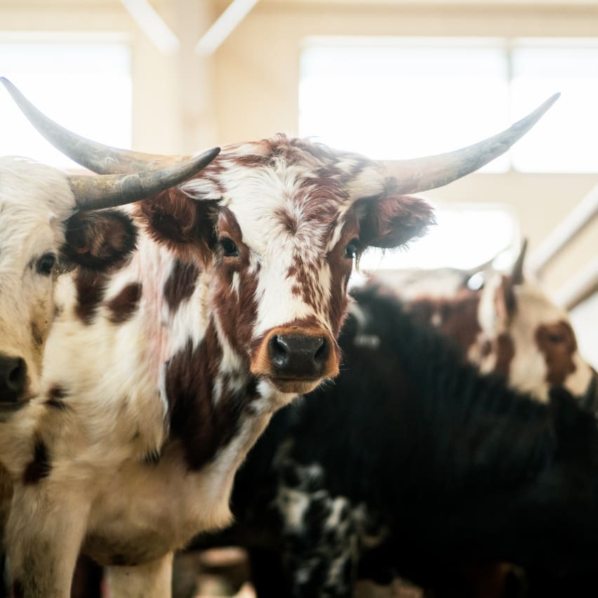 Spotted cow with horns staring at the camera