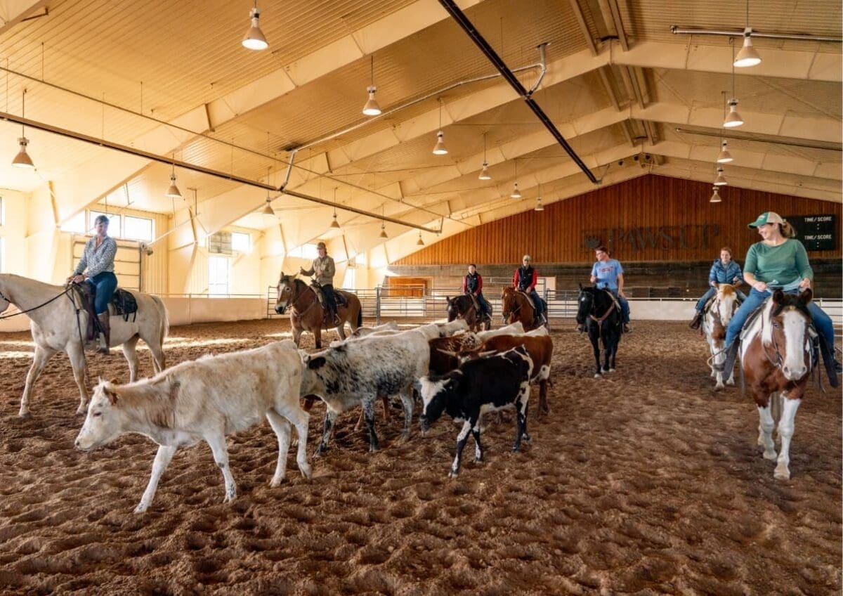 Introduction to Ranch Sorting - Paws Up Montana