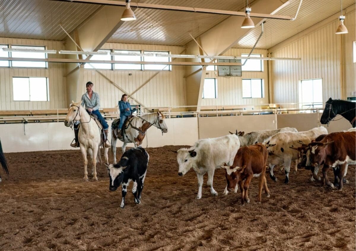 Introduction to Ranch Sorting - Paws Up Montana