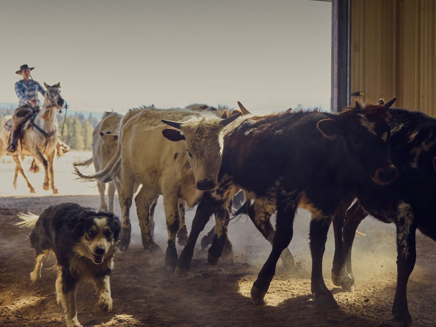 Wrangler on horseback pushing cows through a barn door
