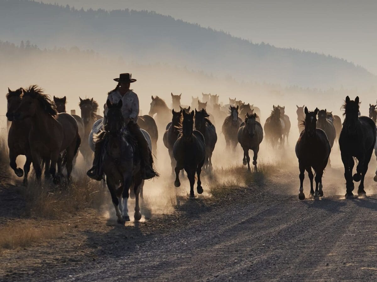 Wrangler on horseback backed by a herd of horses running at dawn