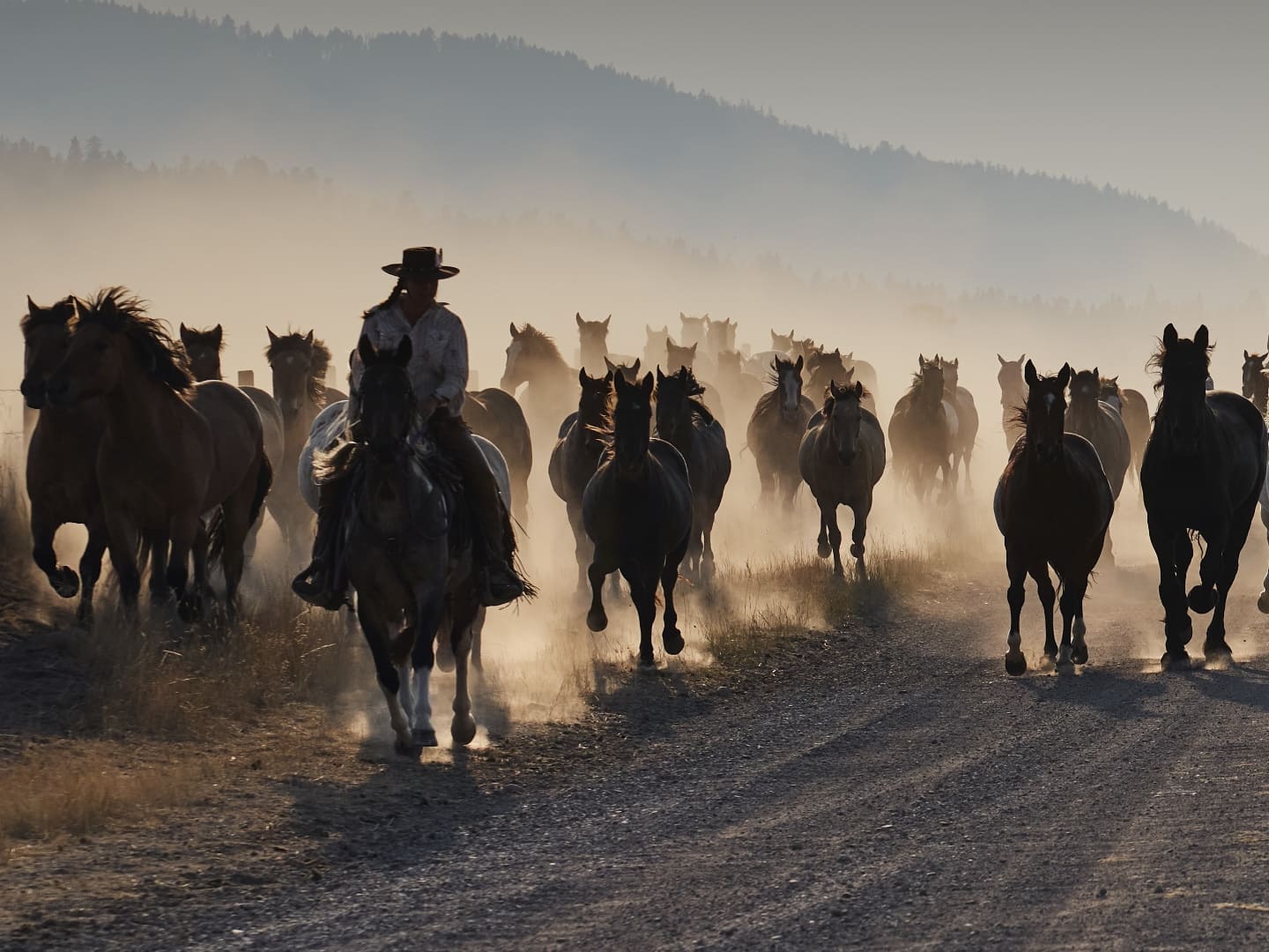 Wrangler on horseback backed by a herd of horses running at dawn