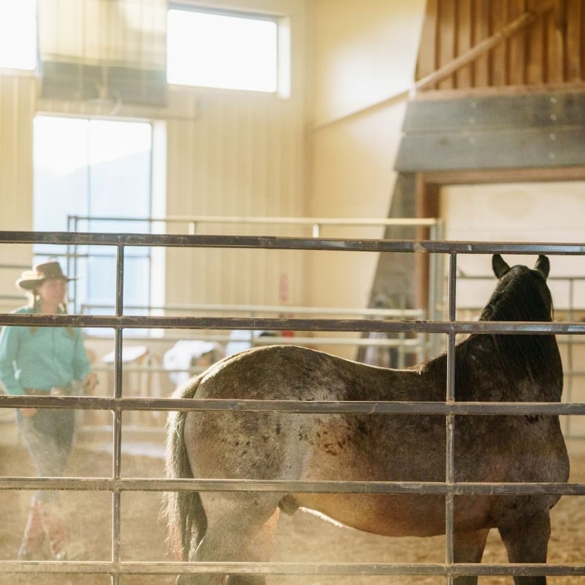 Wrangler taming a horse in an equestrian arena