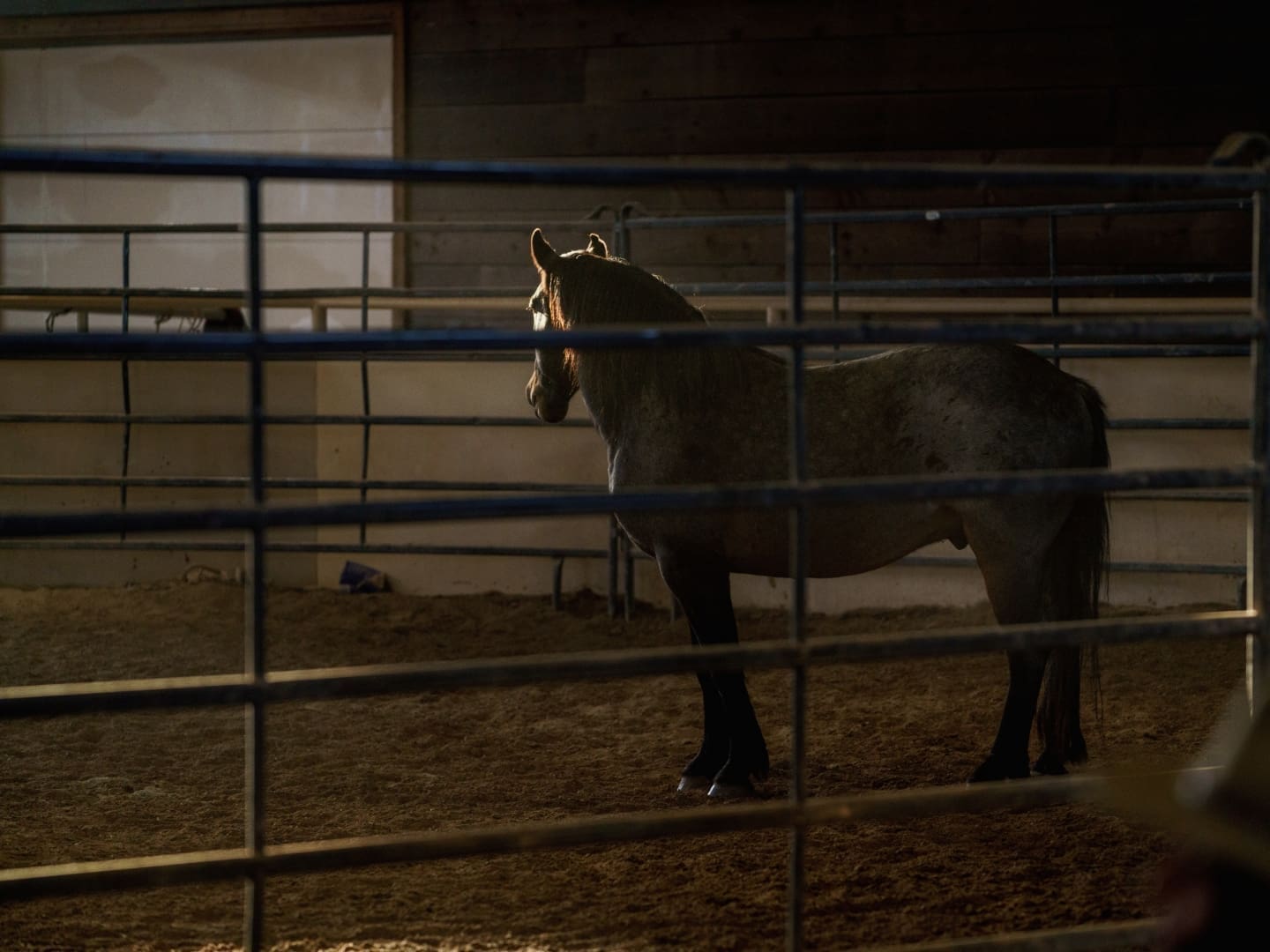 Dark brown horse standing in an equestrian dirt arena
