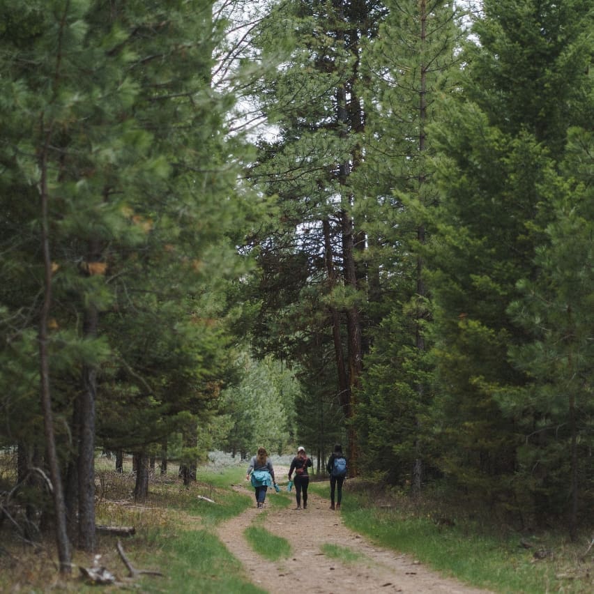Three hikers on a dirt path surrounded by a green forest