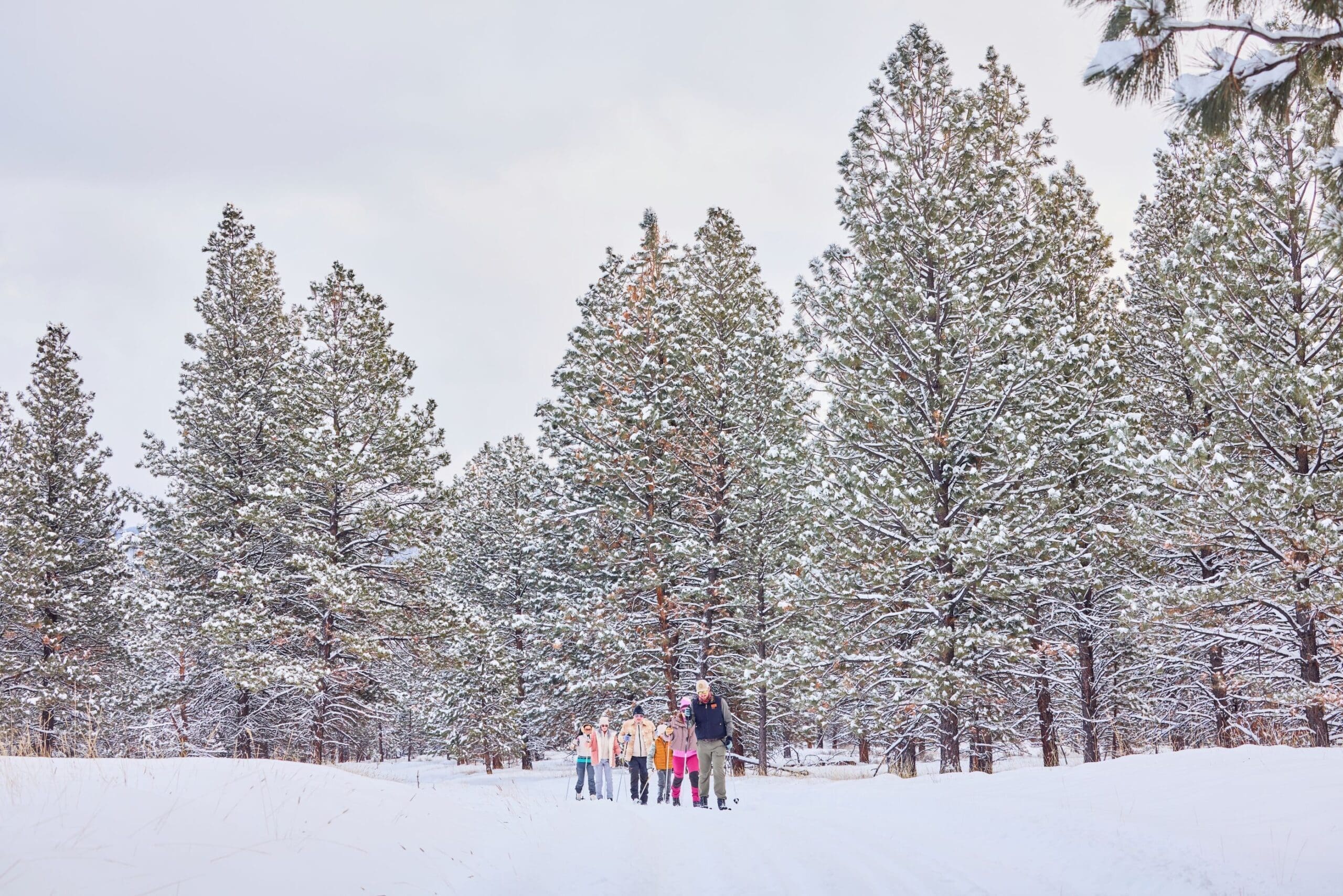 Family cross-country skiing through a snowy forest