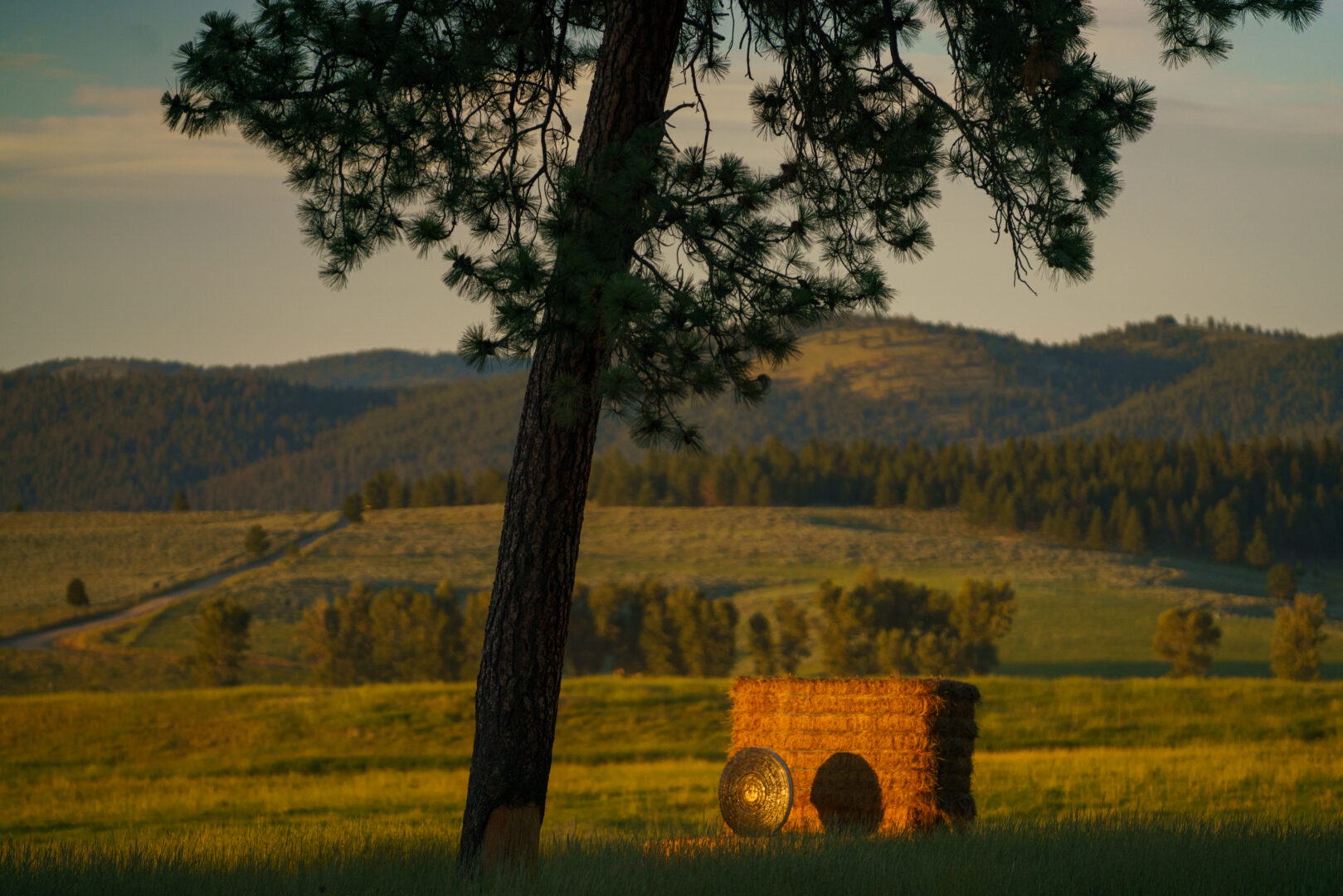 Archery target in a field with yellow arrows in it.