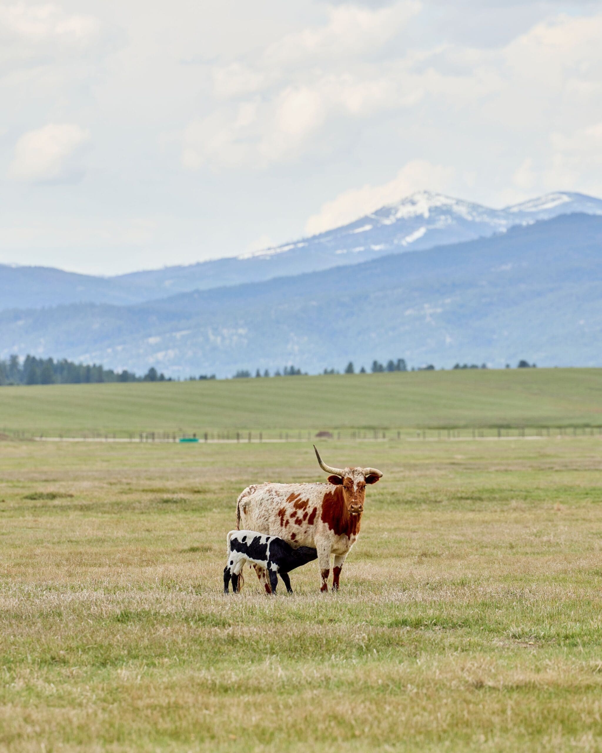 Two cows standing in a field