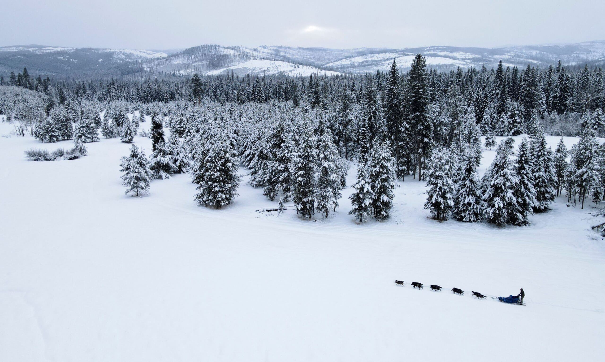 Dogsled traveling through a snow-covered field
