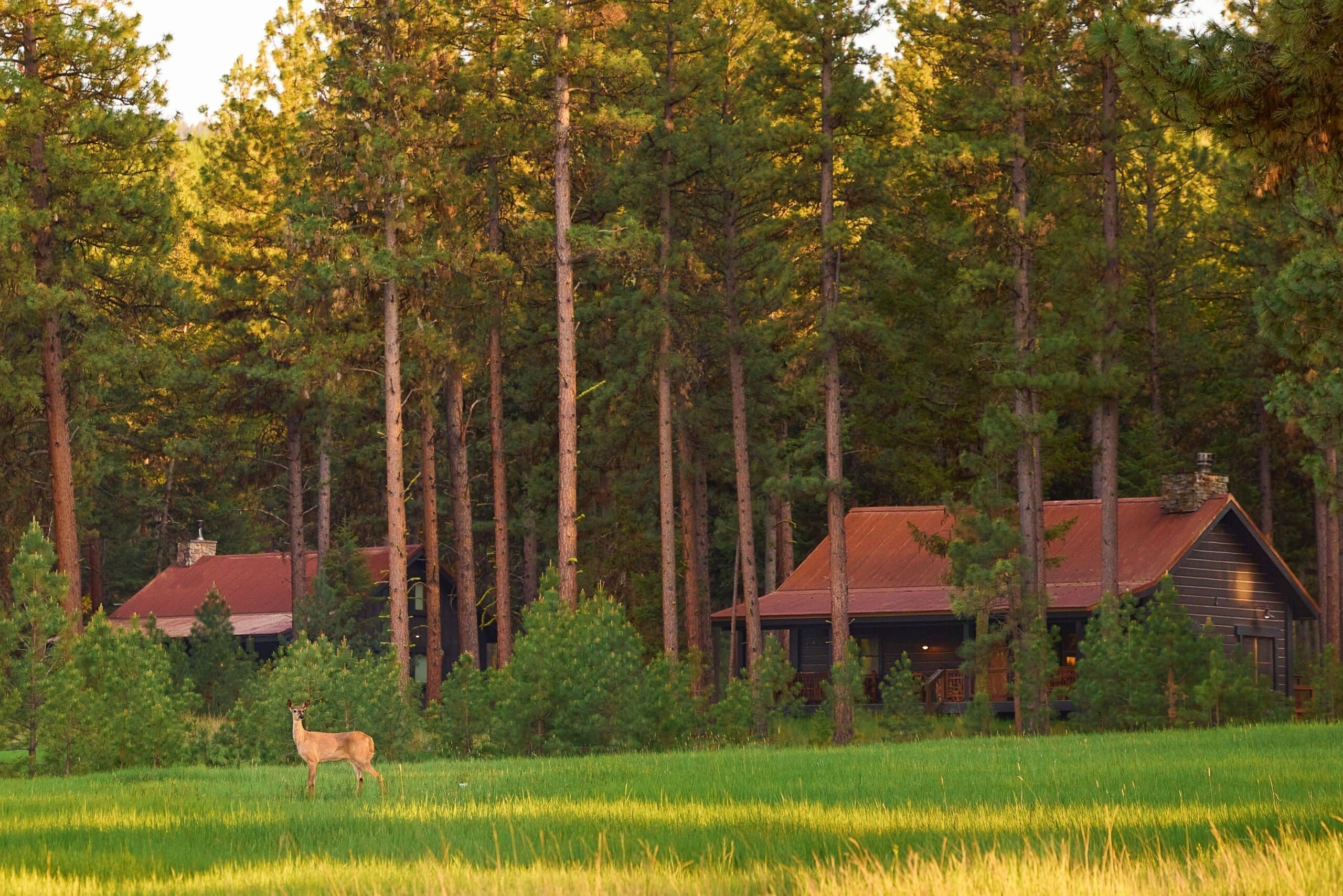Deer by cabin in the woods | Paws Up | Luxury Ranch Experience Montana