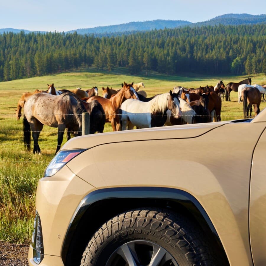 Lexus SUV in a pasture