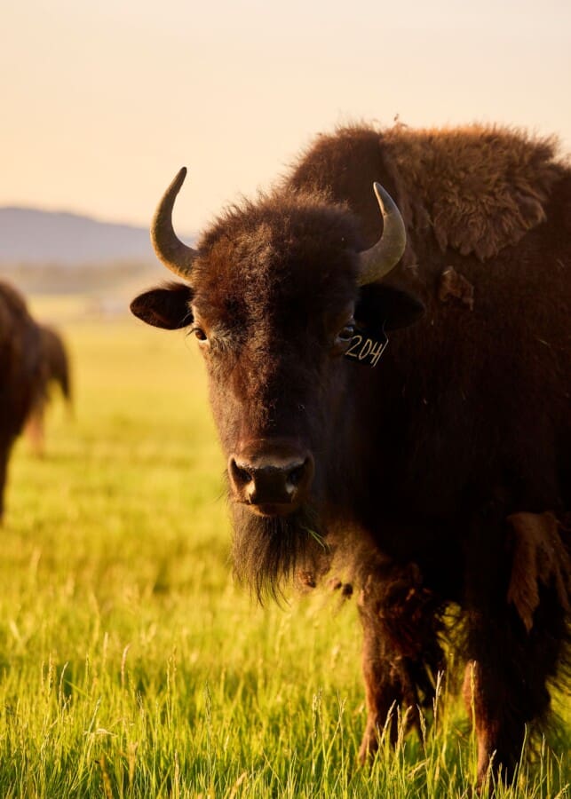 Brown bison in a pasture