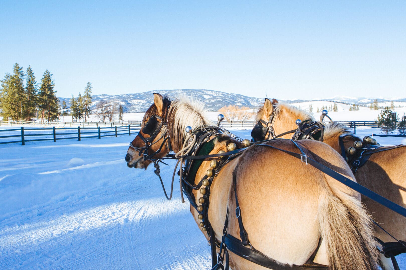 Two horses attached to sleds during the winter.
