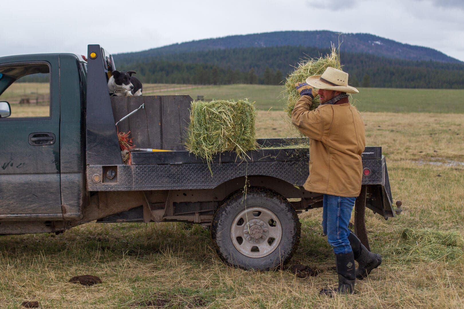 Worker unloading hay from a truck in a field.