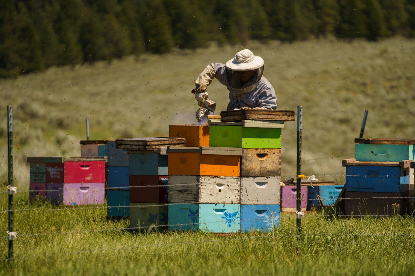 Bee keeper working outside on a bunch of colorful bee hive boxes.