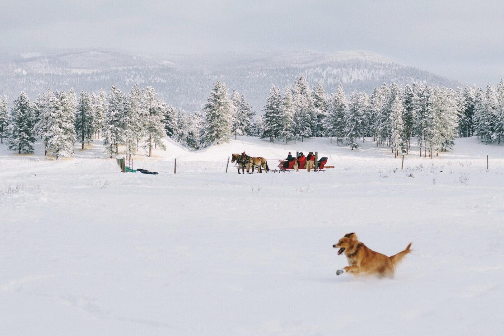 Dog running in the snow with a sleigh ride in the background being drawn by horses.