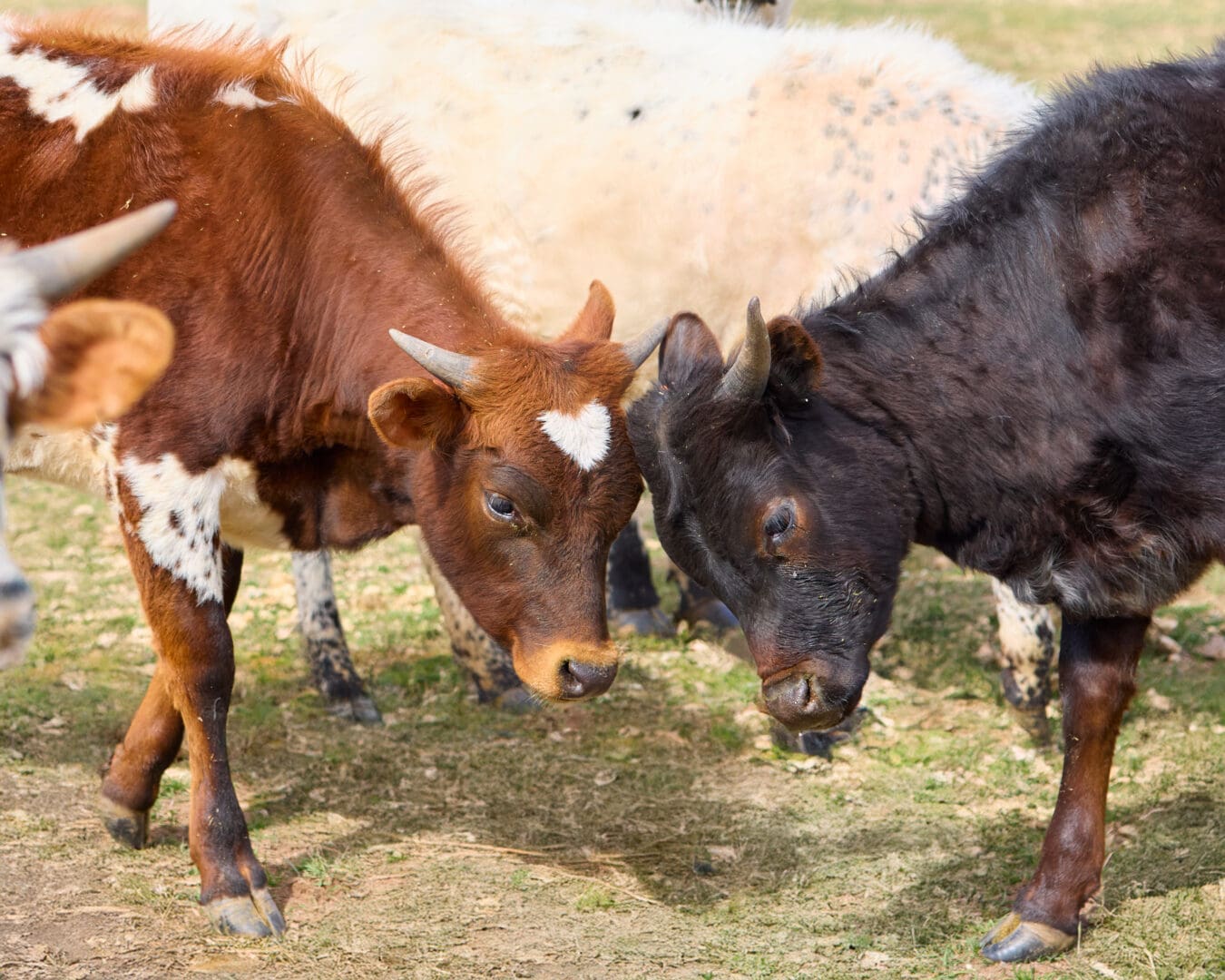 Two cows butting heads, one light brown and one dark brown.