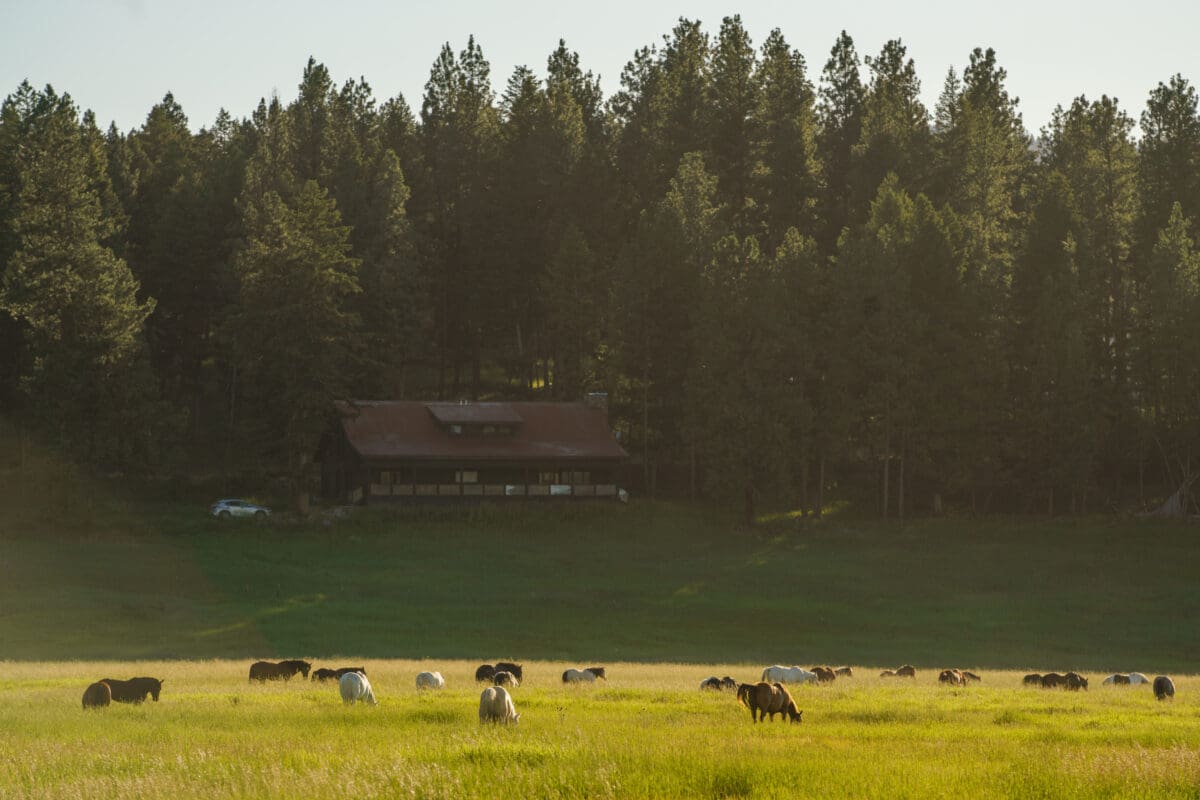 Distant shot of a cabin with trees in the background and a field with cattle grazing in front of it.
