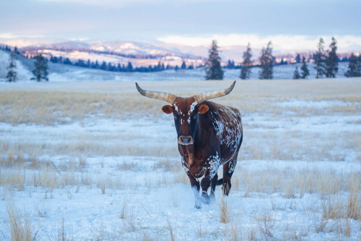 Long horn cow standing in a snowy field with snow covered trees and mountains behind it